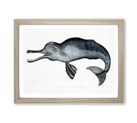 River Dolphin By John Edward Gray Vintage Framed Print | A2 Oak Framed Wall Art | Ready to Hang | Classic Animal Picture | Living Room Bedroom Lounge Office