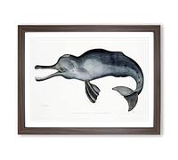 River Dolphin By John Edward Gray Vintage Framed Print | A2 Walnut Framed Wall Art | Ready to Hang | Classic Animal Picture | Living Room Bedroom Lounge Office