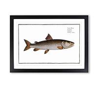 River-Salmon Fish by M.E. Bloch Framed Print | A2 Black Framed Wall Art | Ready to Hang | Modern Animal Picture | Living Room Bedroom Lounge Office