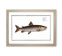 River-Salmon Fish by M.E. Bloch Framed Print | A2 Oak Framed Wall Art | Ready to Hang | Modern Animal Picture | Living Room Bedroom Lounge Office
