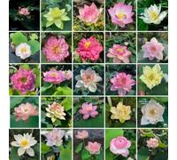 RIVORDE Water Lily Seeds, Flowering in All Seasons, Fish Tank Hydroponic Plants, Bowl Lotus Seeds, Soilless Hydroponics,100 PCS