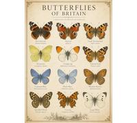 RJR PRINTS Butterflies of Britain A4 Vintage Natural History Print | Illustrated British Butterfly Species Chart Wall Art | Unframed Educational Insect Poster for Home Study or Gift