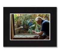 RJR PRINTS Sir David Attenborough Signed 8x6 Inch Mounted Photo With Pre Printed Autographs That Would Make A Great Gift For Any Fan And Is Ready To Be Framed