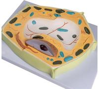 RMJEZTQD Medical Models, 3D Plant Cell Model, Anatomy Model Plant Cells, Learning Resources Cross-Section Plant Cell Model, for Biological Study Learn Tool,Medical Teaching Training Aid.