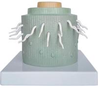 RMJEZTQD Plant Model, Dicotyledon Root Anatomical Model, Biological Cell Structure Experimental Teaching Comparison Models, for Medical Educational Training Aid.