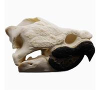 RMJEZTQD Science Education Tool, Original Alligator Turtle Skull Model, Taxidermy Real Animal Skull, Craft Animal Bones Real, Skull Decoration, for Home, Specimen Collectibles Study DIY Office