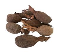 RMY Whole Maniguette, Guinea Pepper Pod, (Paradise Seeds) alligator chili or alligator pepper-6/ PCS -50 GR