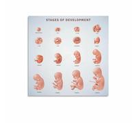 RNUMLIGH Pregnant Womens Guide to Embryo Development Chart Canvas Wall-Art for Bedroom Nursery Decor(Framed,16x24inch(40x60cm))