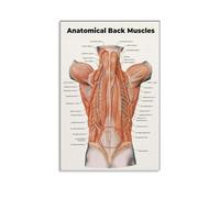 RNUMLIGH The Muscular Back Anatomy Reference Poster - Laminated Chart for Yoga Instructors, Physiotherapists, Fitness Coaches, and Students(Framed,16x24inch(40x60cm))