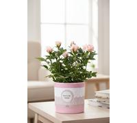 Ro Bm Licht Roze Ceramic Youre The Bloom Pot Size 12 Cm Height 28 Unknown Code Please Clarify