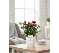 Ro Bm Rood Ceramic Ivy E Pot Size 12 Cm Height 28 Unknown Code Please Clarify Indoor Houseplant