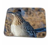 Roadrunner Bird, Bosque Del Apache Nwr, New Mexico - Chuck Haney Birds Bath Rug Comfort Door Mats Anti Mould Barrier Mat For Entrance Shower Entryway 40X60 Cm