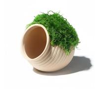 RoaQinFo Aquarium Ceramic Cave Tunnel Ornament Decor Aquarium Material Hollow Refuge For Fish And Snails Suitable for freshwater tanks planted aquariums home, Moss Threaded Jar
