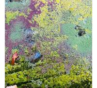 Rob Mazurek - Nestor's Nest [12" VINYL]