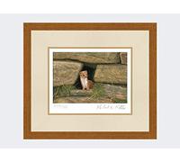 Robert E Fuller Weasel Wall Limited Edition Print Mounted and Framed | Signed & Numbered by Wildlife Artist Ready to hang on your wall | Image size 23x15cm