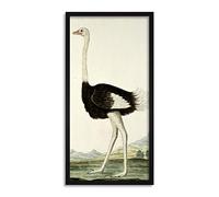 Robert Jacob Gordon Struthio Camelus Ostrich Framed Wall Art Print Long 25X12 Inch
