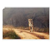 robertharding A2 Poster of Royal Bengal Tiger at Ranthambore National Park, Rajasthan, India, Asia (20538747)