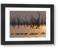 robertharding Adult Hippopotamuses in Sunset Lake Kariba Framed Print - Modern Frame 22"x18" (58x48cm) (20164536)