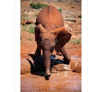 robertharding David Sheldrick Wildlife Trust Elephant Orphanage Print - Print 10"x8" (25x20cm) (3630030)