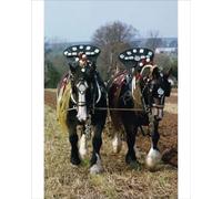 robertharding Decorated Shire Horses in Print - Cornwall, England - Print 10"x8" (25x20cm) (1146905)