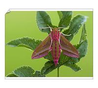 robertharding Elephant Hawkmoth Print, County Clare, Ireland - Print 10"x8" (25x20cm) (20489216)
