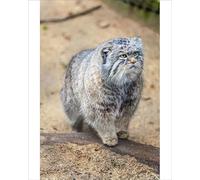 robertharding Pallas Cat Print, Cotswold Wildlife Park, Gloucestershire - Print 10"x8" (25x20cm) (8736225)