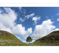 robertharding Sycamore Gap Print, Hadrian's Wall UNESCO Site - Print 10"x8" (25x20cm) (11702160)