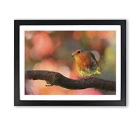 Robin Bird Blurred Background Modern Framed Print | A3 Black Framed Wall Art | Ready to Hang | Modern Animal Picture | Living Room Bedroom Lounge Office
