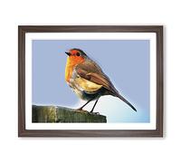 Robin Bird Modern Framed Wall Art Print, Ready to Hang Picture for Living Room Bedroom Home Office Décor, Walnut A3 (46 x 34 cm)