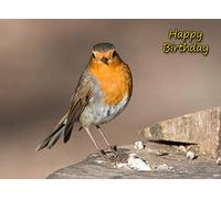 Robin Birthday Card