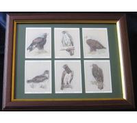 Robin Hood Direct Mounting & Framing Kit for 6 Large Sized Cigarette Cards Sets (80mm x 62mm)