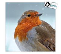 Robin in Snow The Wildlife Trusts 8 Charity Christmas Cards Eco Friendly FSC 100% Recycled
