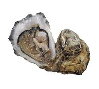 Rock Oysters, Fresh, x 25