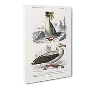 Rock Penguin & Albatross By Charles D' Orbigny Vintage Canvas Wall Art Print Ready to Hang, Framed Picture for Living Room Bedroom Home Office Décor, 30x20 Inch (76x50 cm)