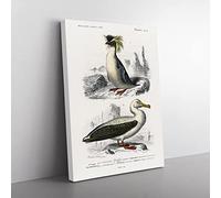 Rock Penguin & Albatross By Charles D' Orbigny Vintage Canvas Wall Art Print Ready to Hang, Framed Picture for Living Room Bedroom Home Office Décor, 50x35 cm (20x14 Inch)