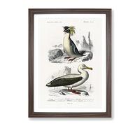 Rock Penguin & Albatross By Charles D' Orbigny Vintage Framed Print | A2 Walnut Framed Wall Art | Ready to Hang | Classic Nature Picture | Living Room Bedroom Lounge Office