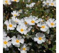 Rock Rose Outdoor Shrub Plant Cistus x Hybridus Garden Tree Bush 2L Pot Plant Theory Green One Size
