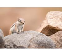 Rock squirrel-500-Piece Puzzle Challenge Wooden Home Decor - A Gift for the Whole Family (14 years+)