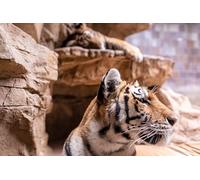 Rock Tiger-6000 Classic Puzzle Pieces for Adults - Gift for the Whole Family, Skill Game 14 years+