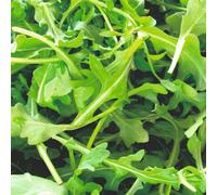 Rocket Seed Packet - Fast Growing Edible Leaves For Salads & Cooking. Easy To Grow Hardy & Nutrient Rich. Thompson & Morgan