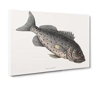 Rockfish By Mark Catesby Vintage Canvas Wall Art Print Ready to Hang, Framed Picture for Living Room Bedroom Home Office Décor, 30x20 Inch (76x50 cm)