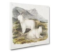 Rocky Mountain Goats by John Woodhouse Audubon Canvas Print | Gallery Wrapped 30mm Frame Wall Art | 20x20 inches | Ready to Hang | Retro Landscape Picture | Living Room Bedroom Lounge Office