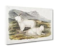 Rocky Mountain Goats By John Woodhouse Audubon Canvas Print | Gallery Wrapped 30mm Frame Wall Art | 24x16 inches | Ready to Hang | Retro Landscape Picture | Living Room Bedroom Lounge Office