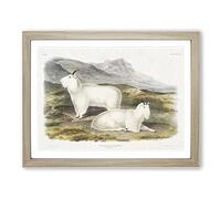 Rocky Mountain Goats By John Woodhouse Audubon Vintage Framed Print | A2 Oak Framed Wall Art | Ready to Hang | Classic Animal Picture | Living Room Bedroom Lounge Office
