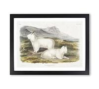 Rocky Mountain Goats By John Woodhouse Audubon Vintage Framed Print | A3 Black Framed Wall Art | Ready to Hang | Classic Animal Picture | Living Room Bedroom Lounge Office