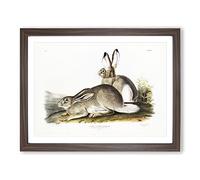 Rocky Mountain Hares By John Woodhouse Audubon Vintage Framed Print | A2 Walnut Framed Wall Art | Ready to Hang | Classic Animal Picture | Living Room Bedroom Lounge Office