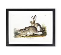 Rocky Mountain Hares By John Woodhouse Audubon Vintage Framed Print | A3 Black Framed Wall Art | Ready to Hang | Classic Animal Picture | Living Room Bedroom Lounge Office