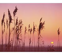 Rod Edwards "Fenland Sunrise Canvas Print, Multi-Colour, 40 x 50 cm