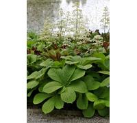Rodgersia Aesculifolia Chestnut-Leaved Rodgersia 3 Plug Plants