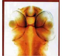 Roger Eno & Hammond - Damage